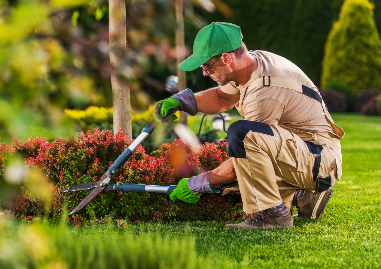 Weed Control Services for a Healthy Lawn